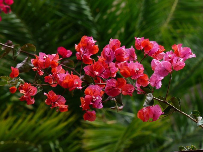 Bougainvillier (Bougainvillea)
