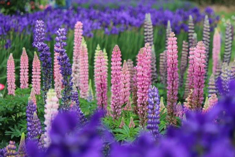 Lupin (Lupinus)