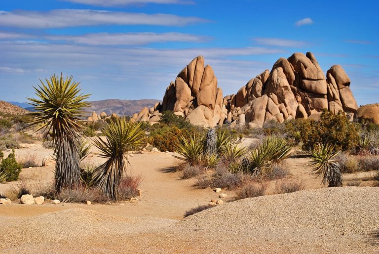 Yucca (Yucca)