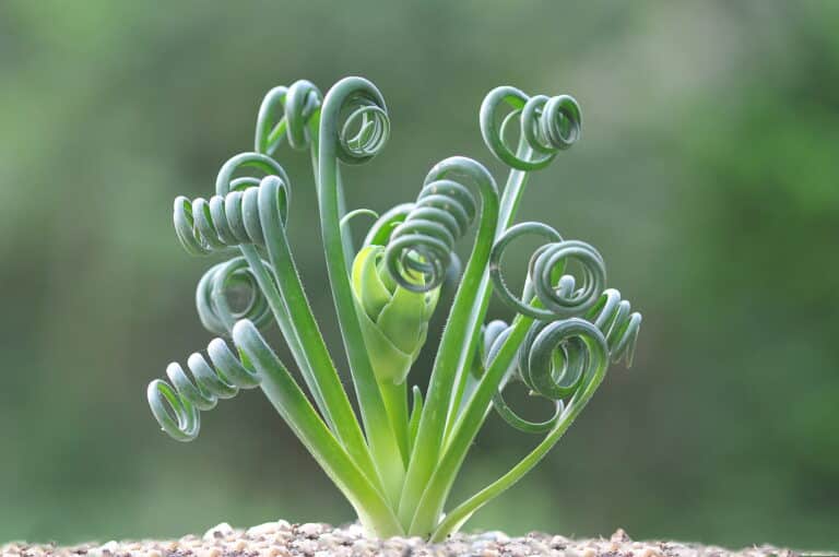 Albuca (Albuca)