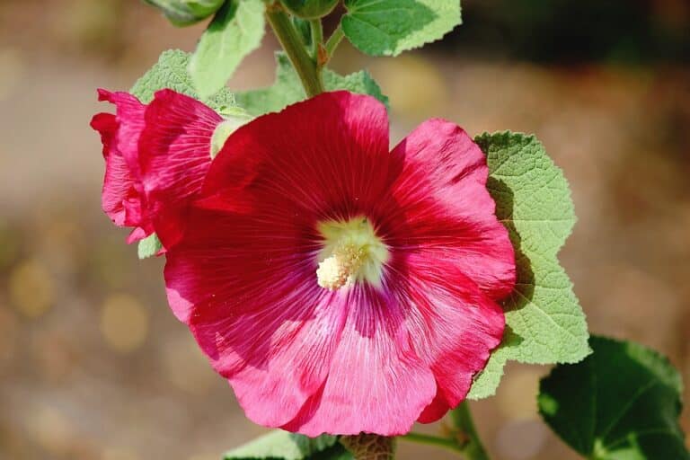 Rose trémière (Alcea)