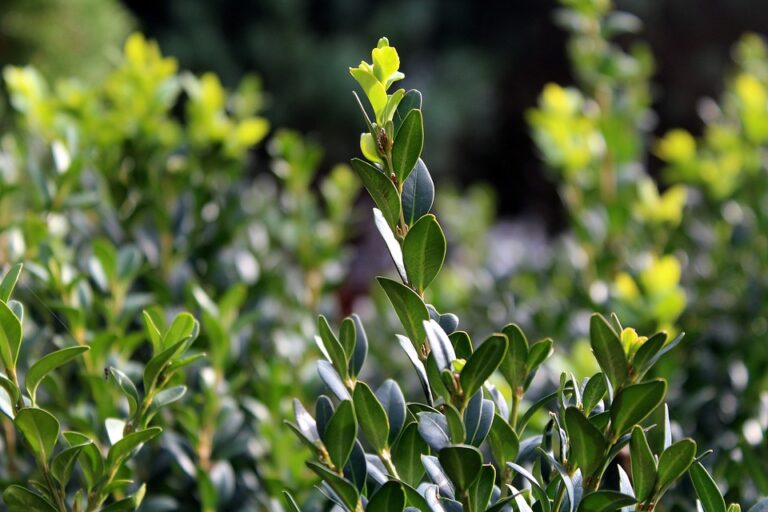 Buis (Buxus)