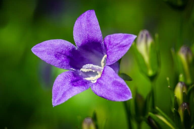 Campanule (Campanula)