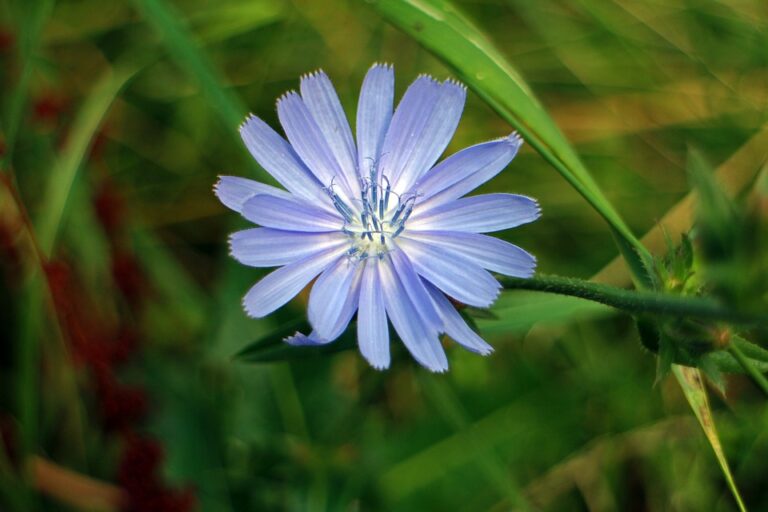 Chicorée (Cichorium)