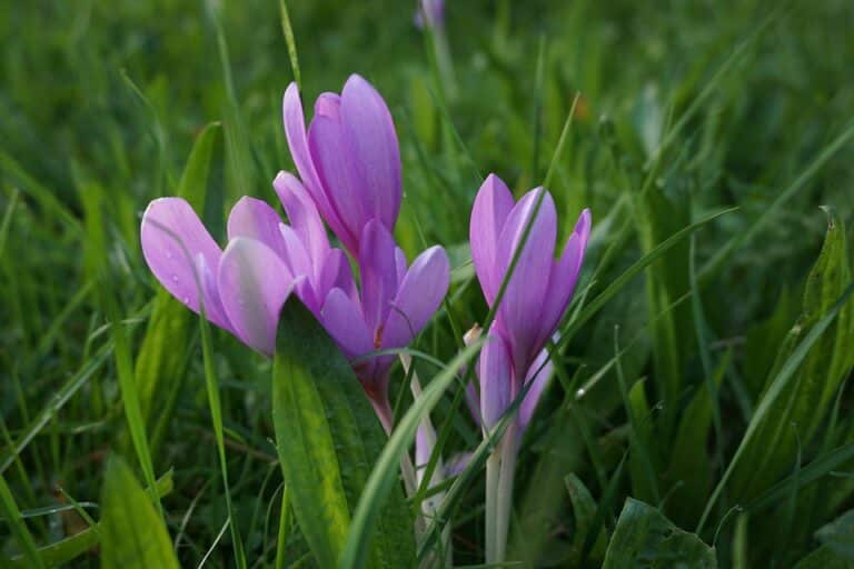 Colchique (Colchicum)