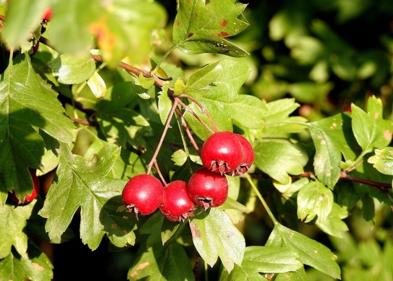 Aubépine (Crataegus)