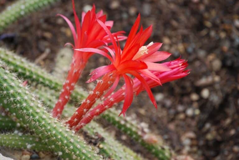 Discocactus (Discocactus)