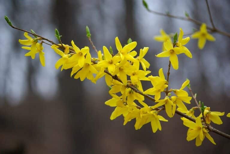 Forsythia (Forsythia)