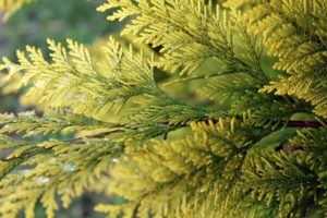 Thuya (Thuja)