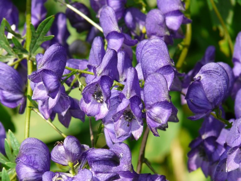 Aconit (Aconitum)