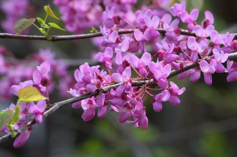 Cercis (Cercis)