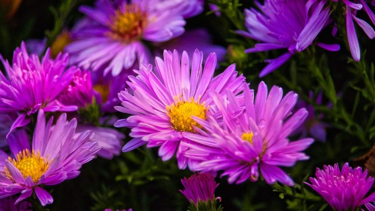 Aster (Aster)
