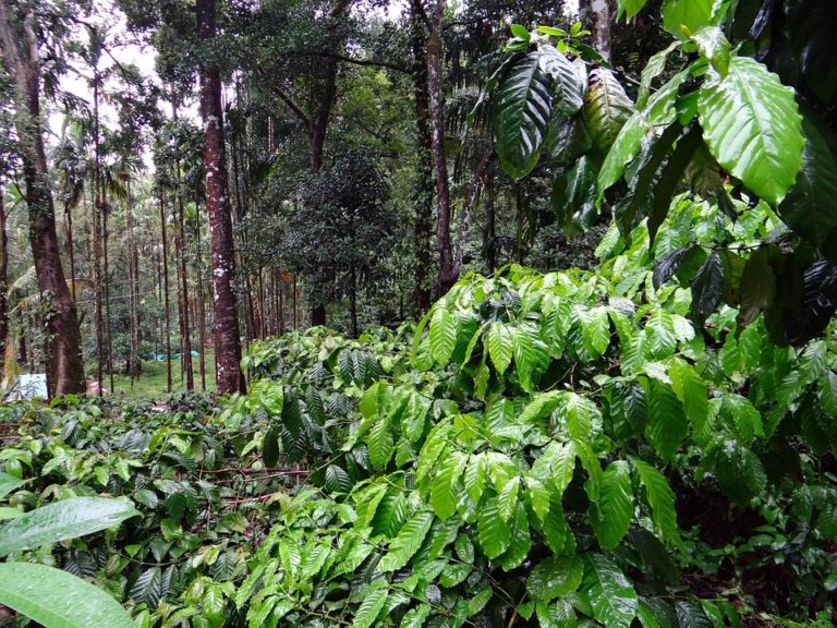 Caféier (Coffea)
