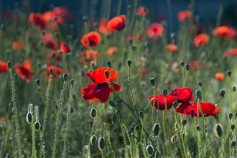 Pavot (Papaver)