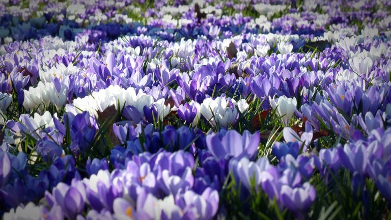 Crocus (Crocus)