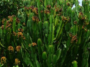 Euphorbe (Euphorbia)