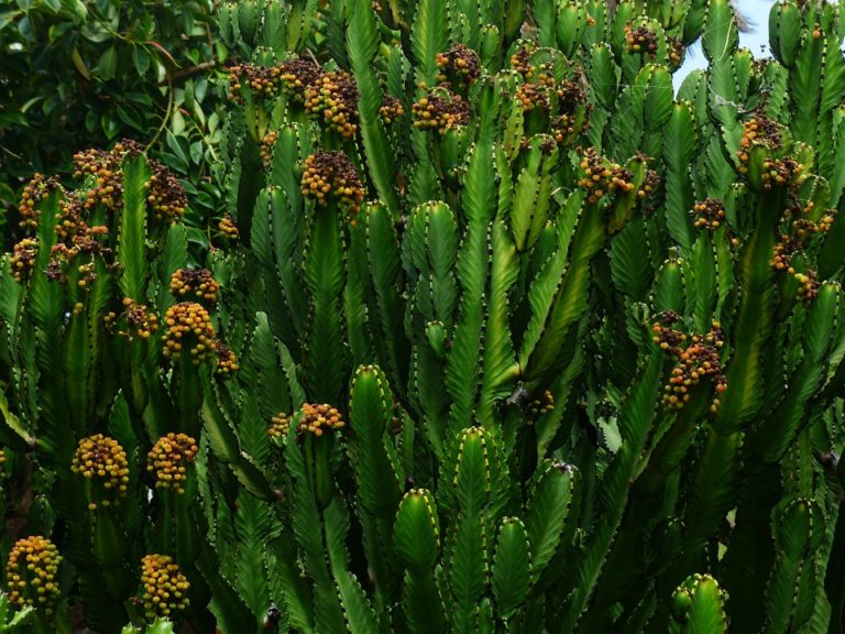 Euphorbe (Euphorbia)