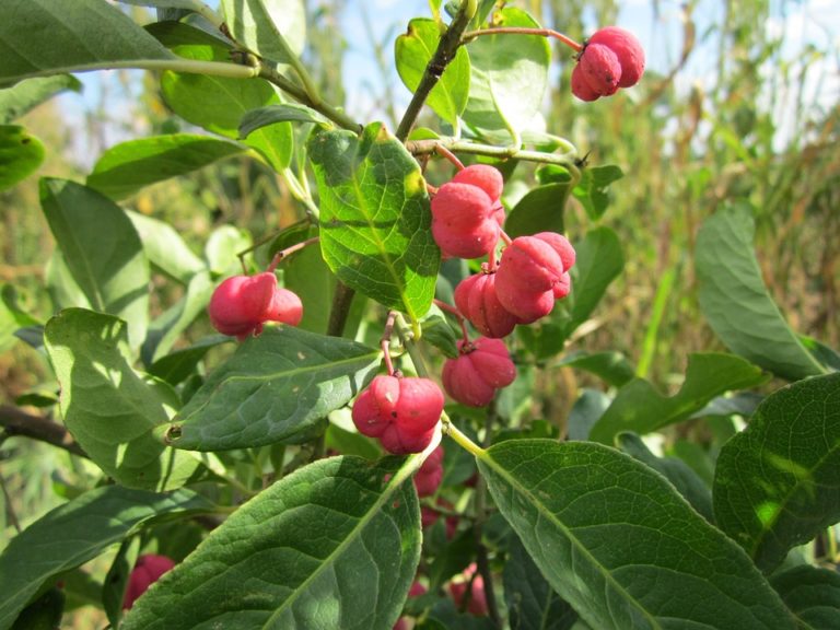 Fusain (Euonymus)