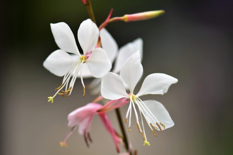 Gaura (Gaura)