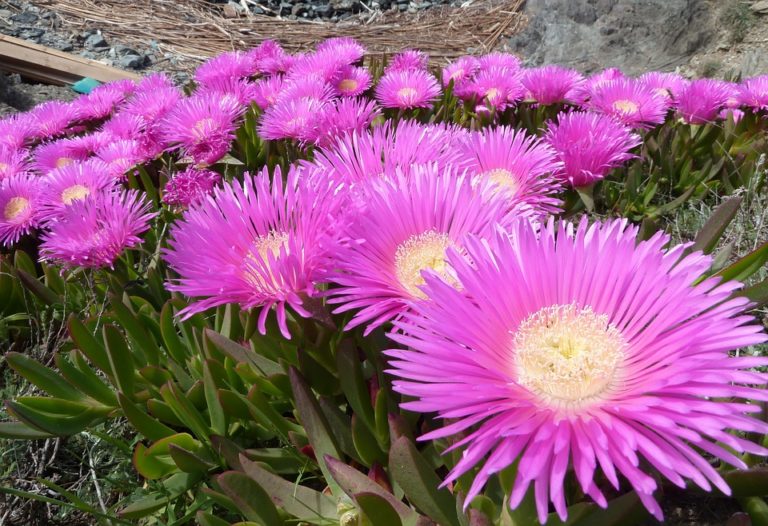 Griffe de sorcière (Carpobrotus)
