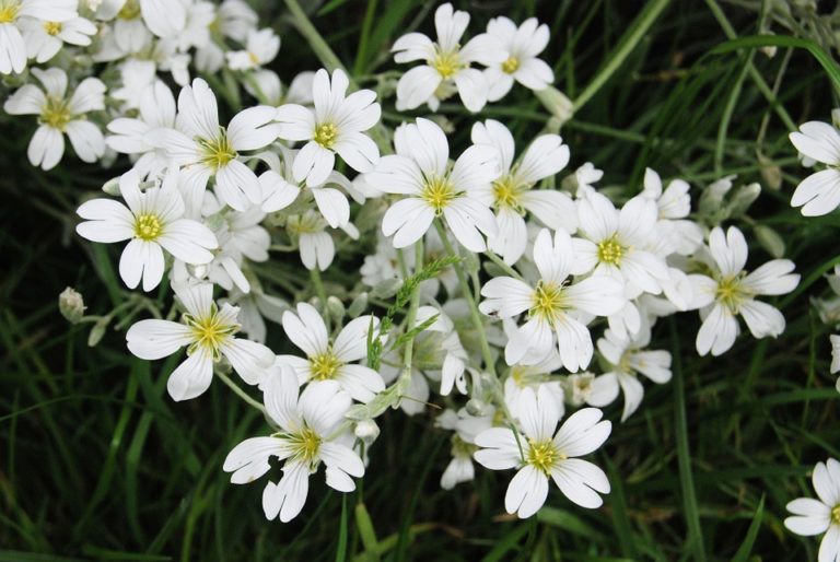 Gypsophile (Gypsophila)
