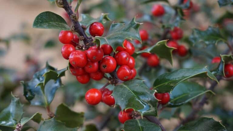 Houx (Ilex)