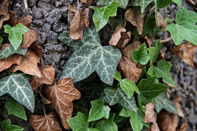 Lierre (Hedera)