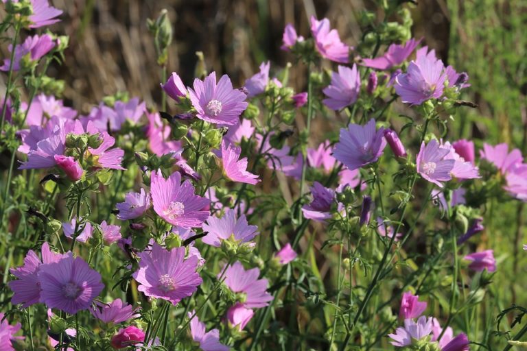Mauve (Malva)