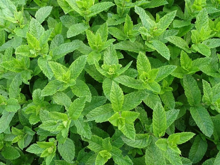 Menthe (Mentha)