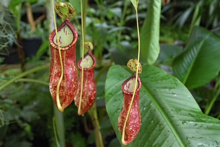 Nepenthes (Nepenthes)