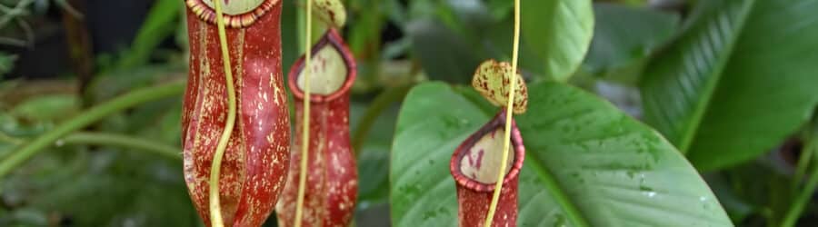 Nepenthes