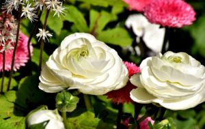 Renoncule (Ranunculus)