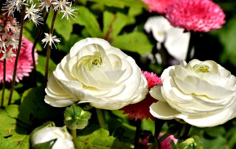 Renoncule (Ranunculus)