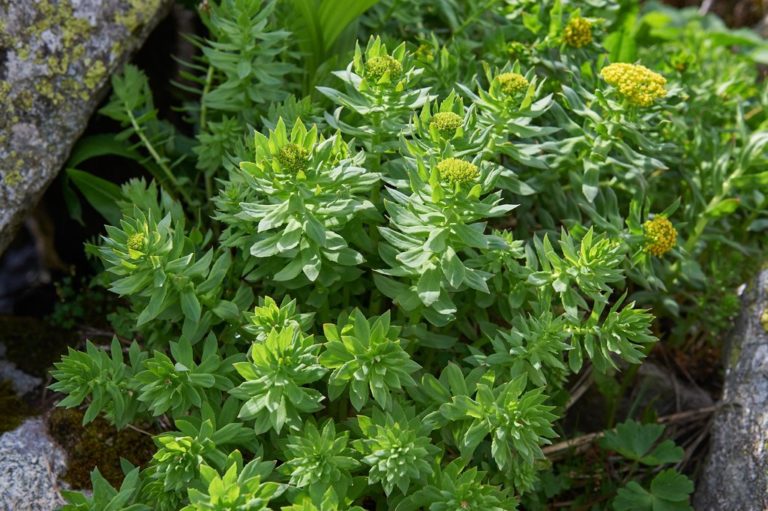 Rhodiola (Rhodiola)