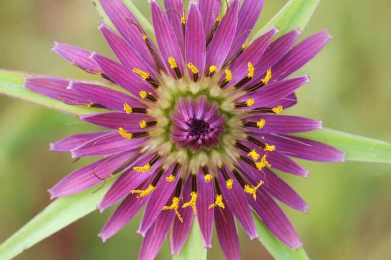Salsifis (Tragopogon)