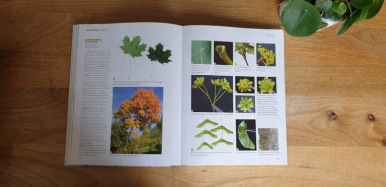 Dictionnaire Visuel Des Arbres Et Arbustes Communs