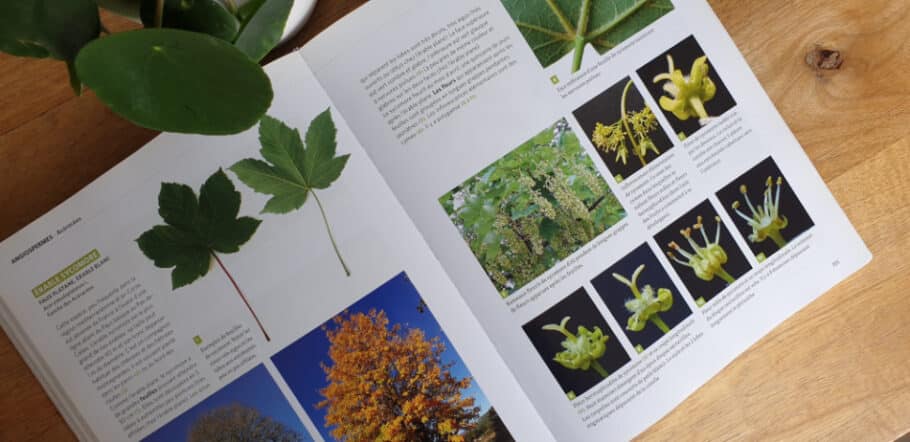 Dictionnaire Visuel Des Arbres Et Arbustes Communs