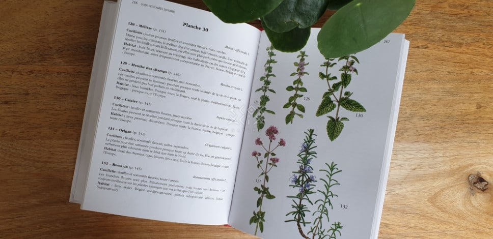 Le guide des plantes sauvages et comestibles 
