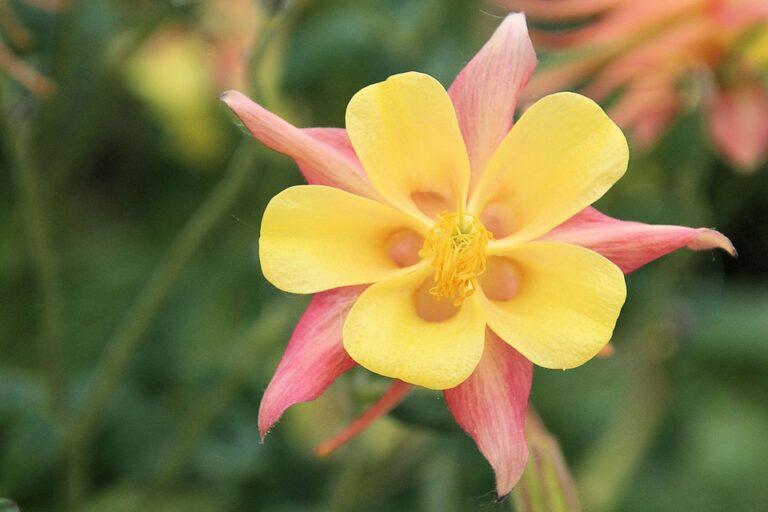 Ancolie (Aquilegia)