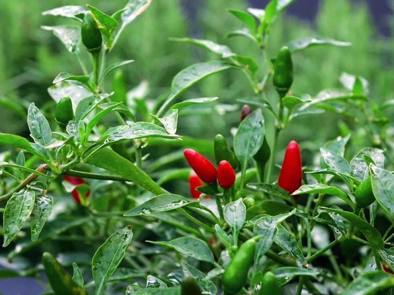 Piment (Capsicum)