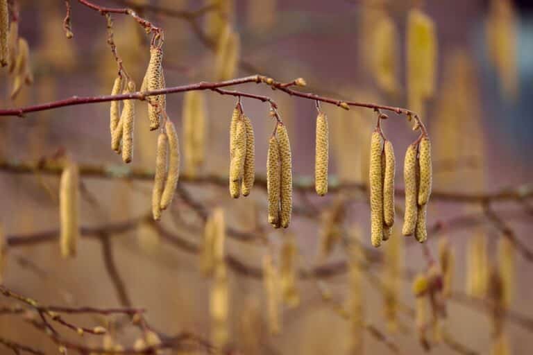 Noisetier (Corylus)
