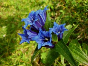 Gentiane (Gentiana)