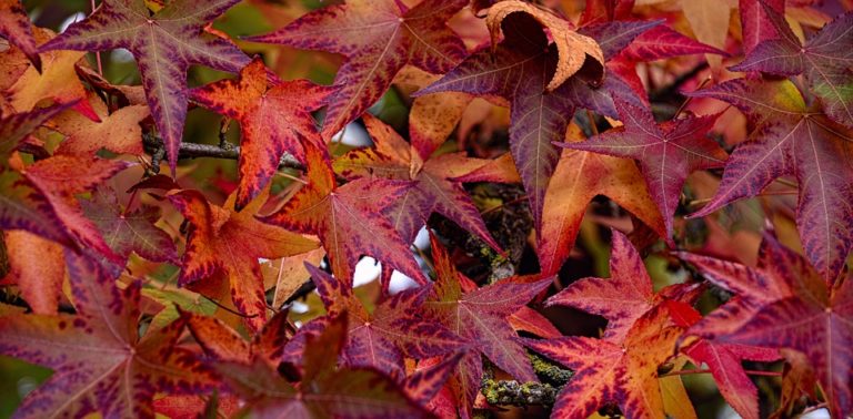 Liquidambar (Liquidambar)