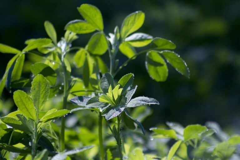 Luzerne (Medicago)