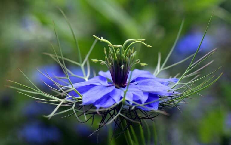 Nigelle (Nigella)