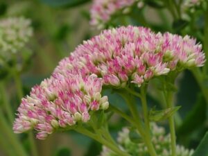 Sedum (Sedum)