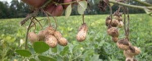 Arachide (Arachis)