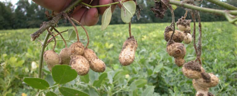 Arachide (Arachis)