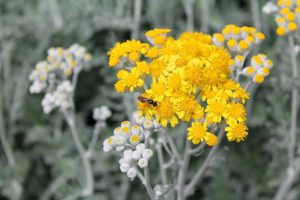 Armoise (Artemisia)