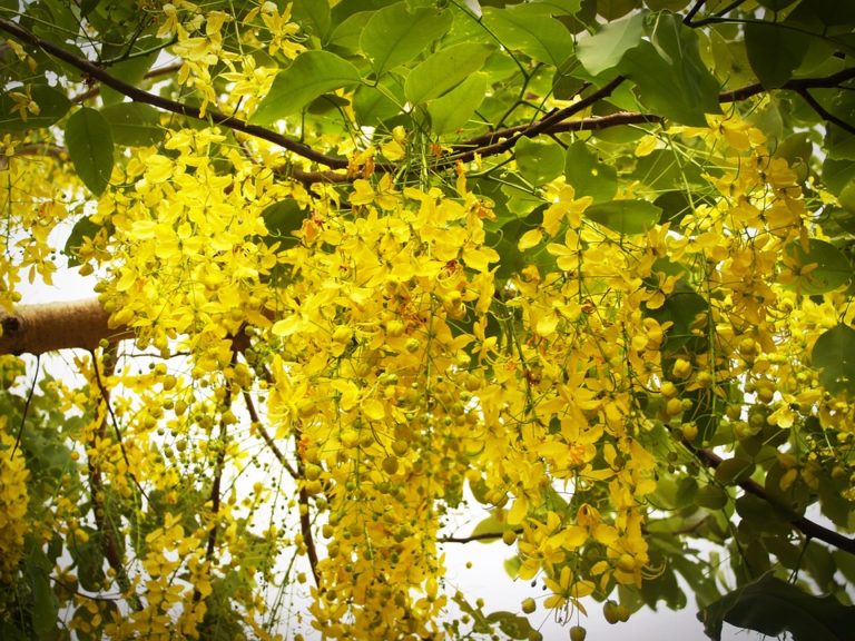 Casse (Cassia)